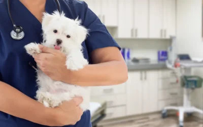 Importance of Bloodwork in Maltese