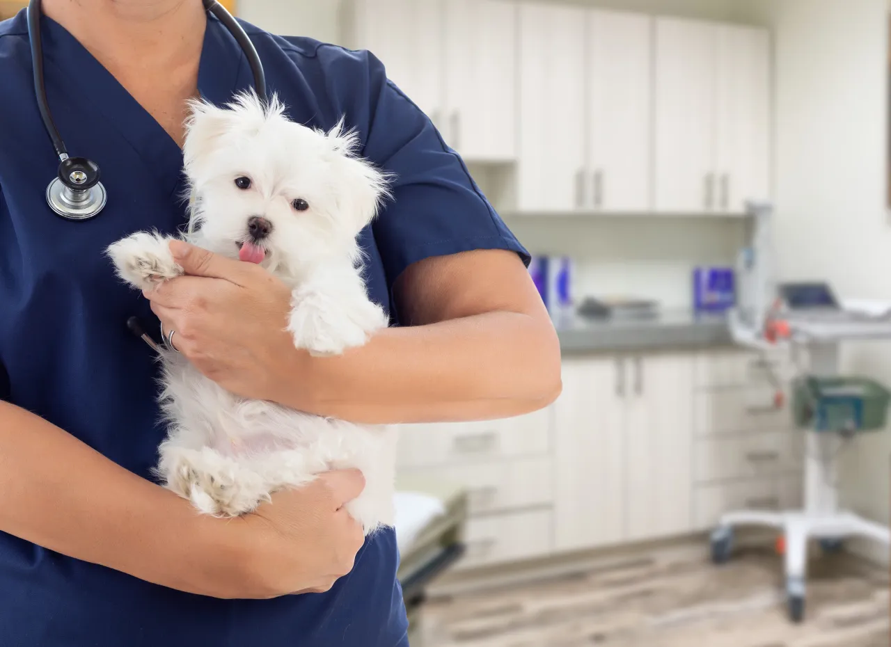 Importance of Bloodwork in Maltese