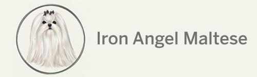 Iron Angel Maltese logo