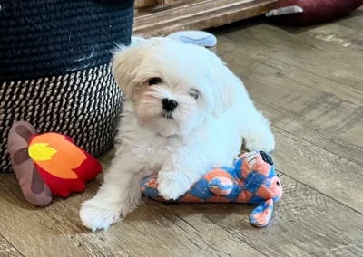 Maltese breed