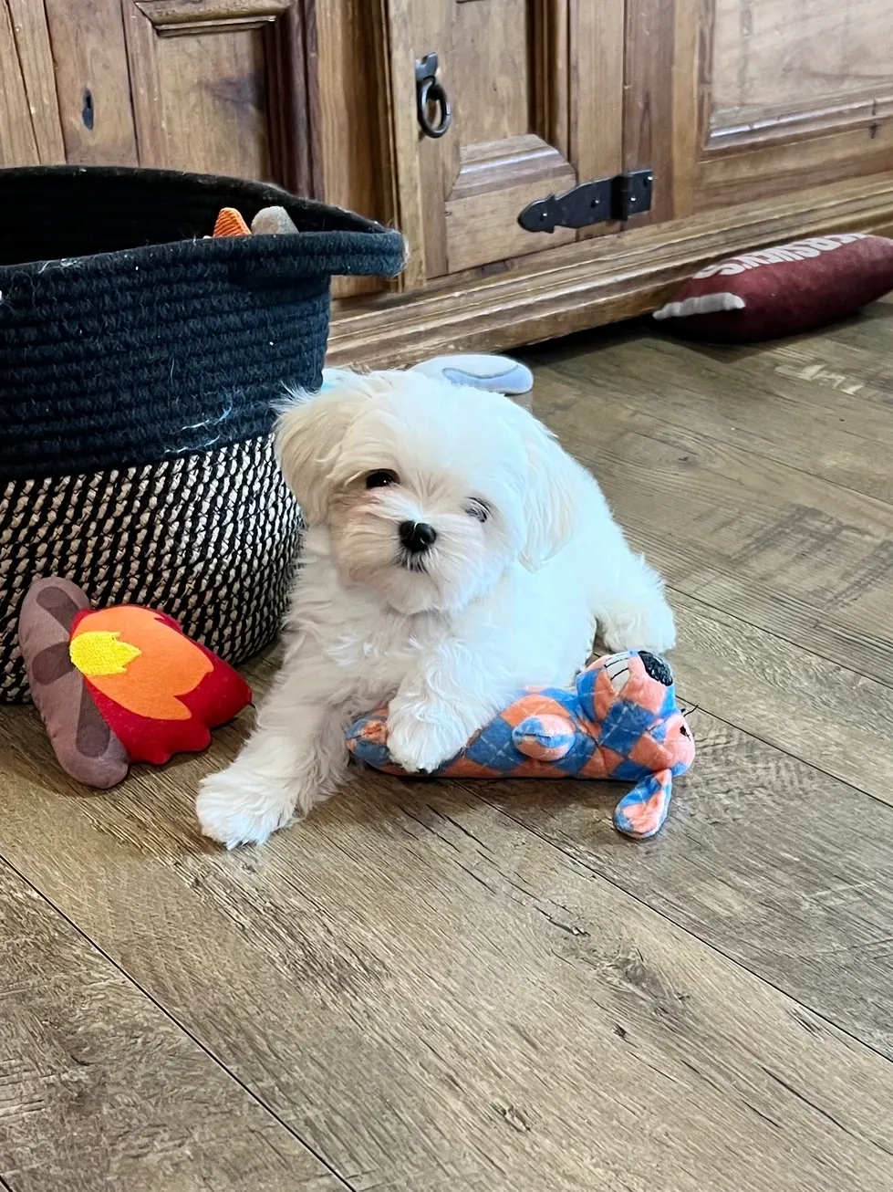 Maltese breed 