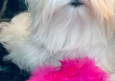 available puppies