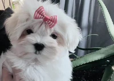 maltese puppies