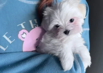 available puppies