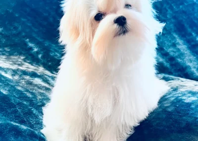 maltese puppies