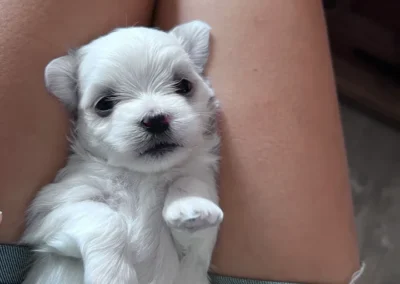 puppies