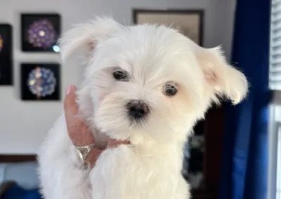 puppies