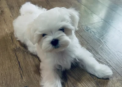 available puppies