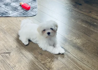 puppies