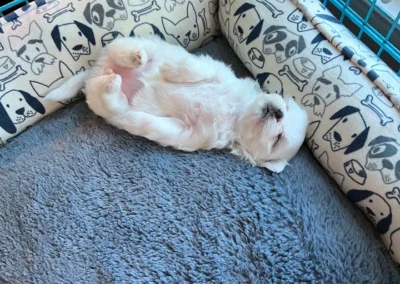 available puppies