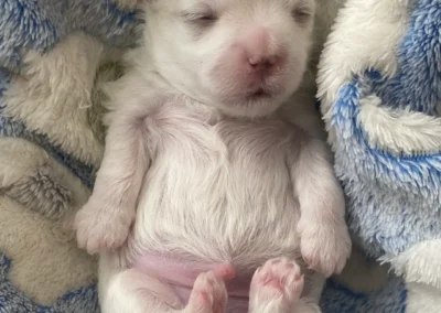 available puppies