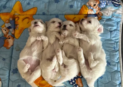 maltese puppies