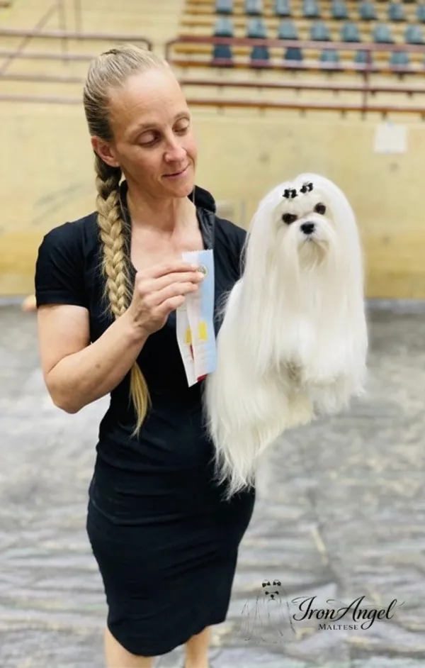 Maltese breed 