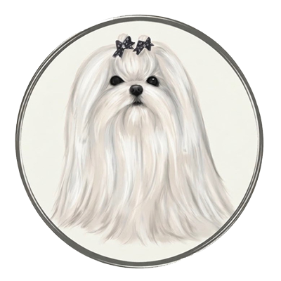 iron angel Maltese Breed 