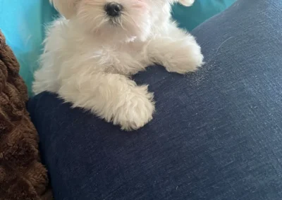 available puppies