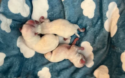 Understanding Maltese Dog Breeding